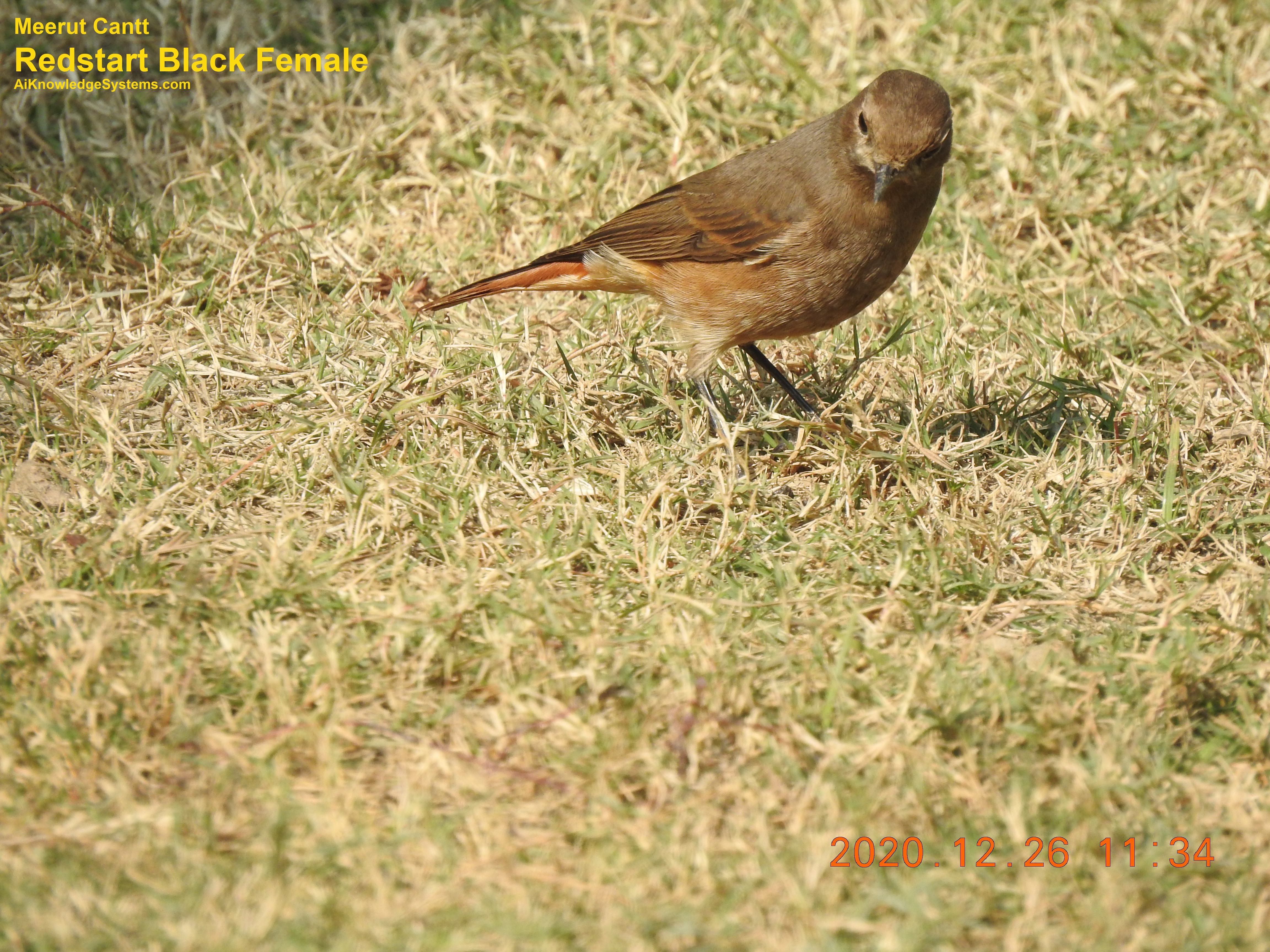 Redstart (11) Coming Soon